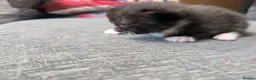 Mixed Breed cats for sale: Black and White Kittens - Advert 10