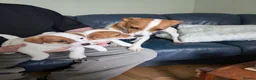 Jack Russell dogs for sale: Jack Russell puppies  - Advert 3