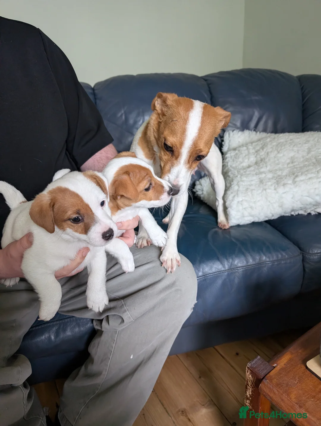 Jack Russell dogs for sale: Jack Russell puppies  - Advert 3