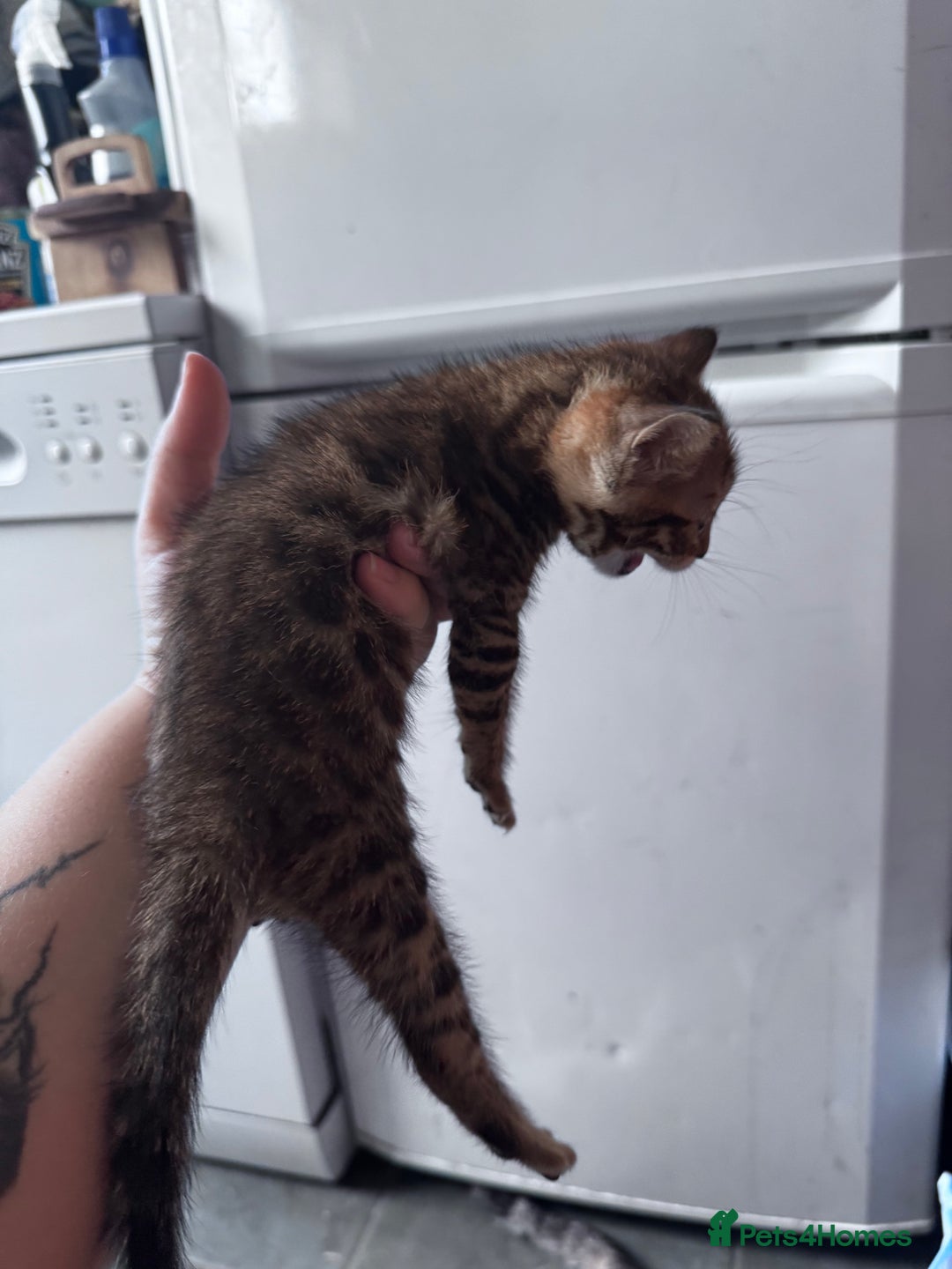 Bengal cats for sale: Bengal Kittens ready to be reserved  - Image 23