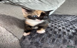 Domestic Shorthair cats for sale: Adorable Kittens for sale for good homes  - Image 1