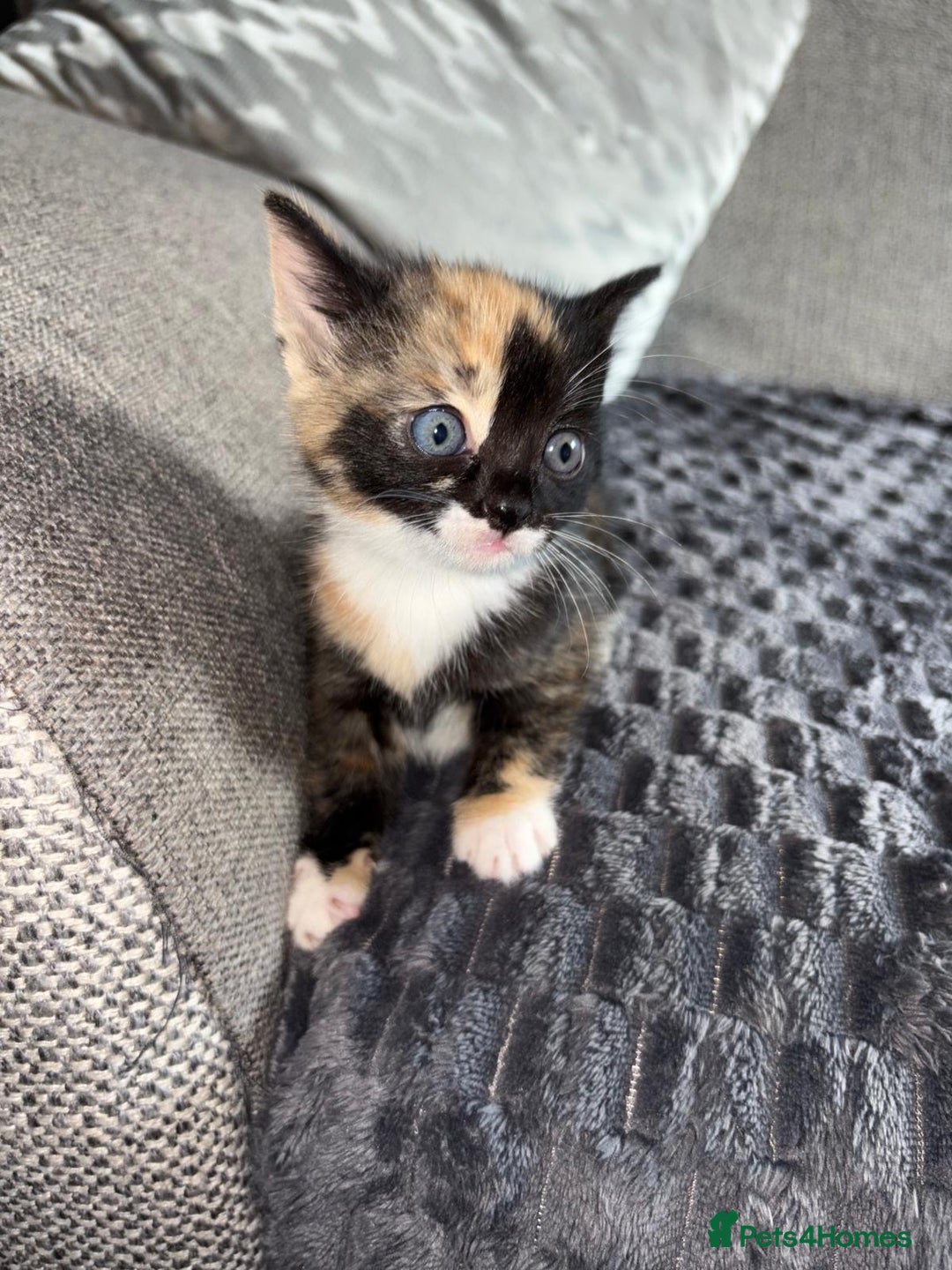 Domestic Shorthair cats for sale: Adorable Kittens for sale for good homes  - Image 1