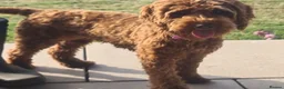 Cockapoo dogs for sale: Beautiful Red Cockapoo bitch - Advert 2