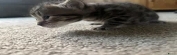 Bengal cats for sale: Bengal kittens  - Advert 10