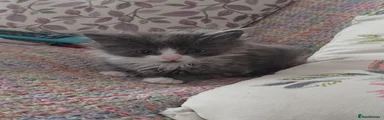 Grey and white male 