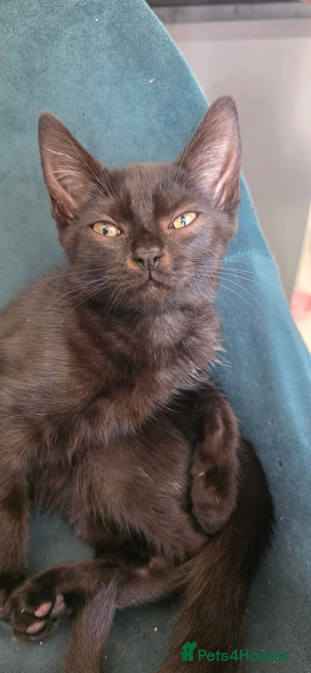 Mixed Breed cats for sale: 13-Week-Old Domestic Shorthair Kittens - Advert 8