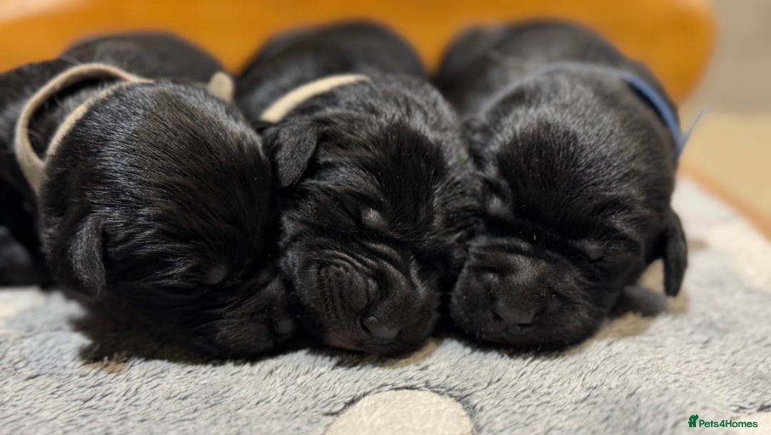 Labrador Retriever dogs for sale: Labrador x huntaway puppies - Advert 2