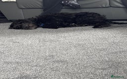 Labradoodle dogs for sale: Male labradoodle - Image 2