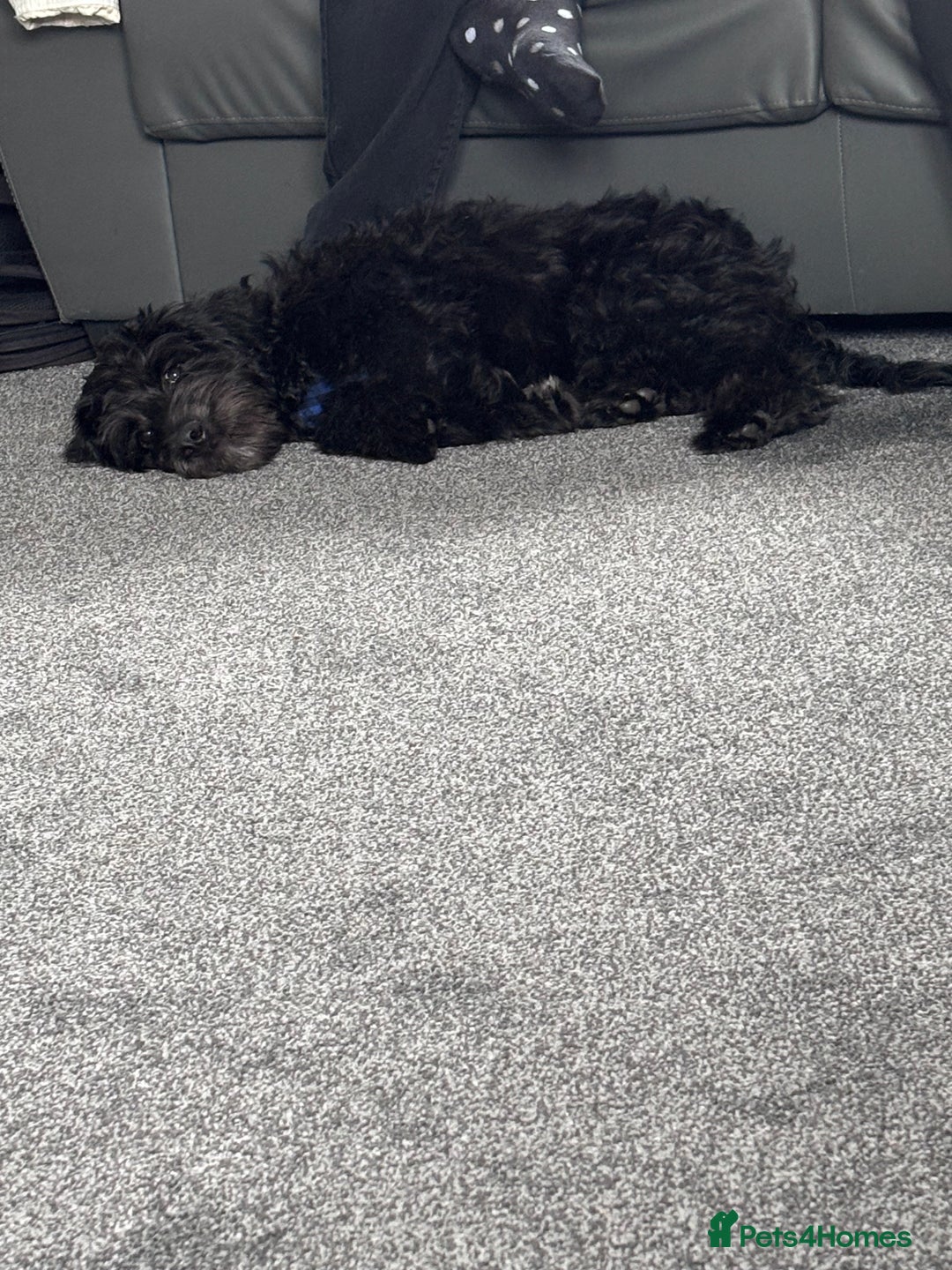 Labradoodle dogs for sale: Male labradoodle - Image 2