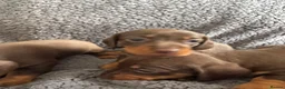 Miniature Dachshund dogs for sale: Chocolate and tan miniature dachshunds - Advert 4
