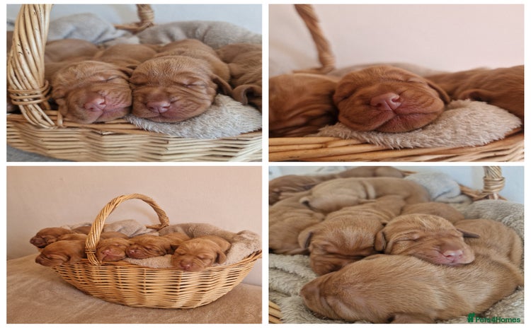 Hungarian Vizsla dogs - Advert 2