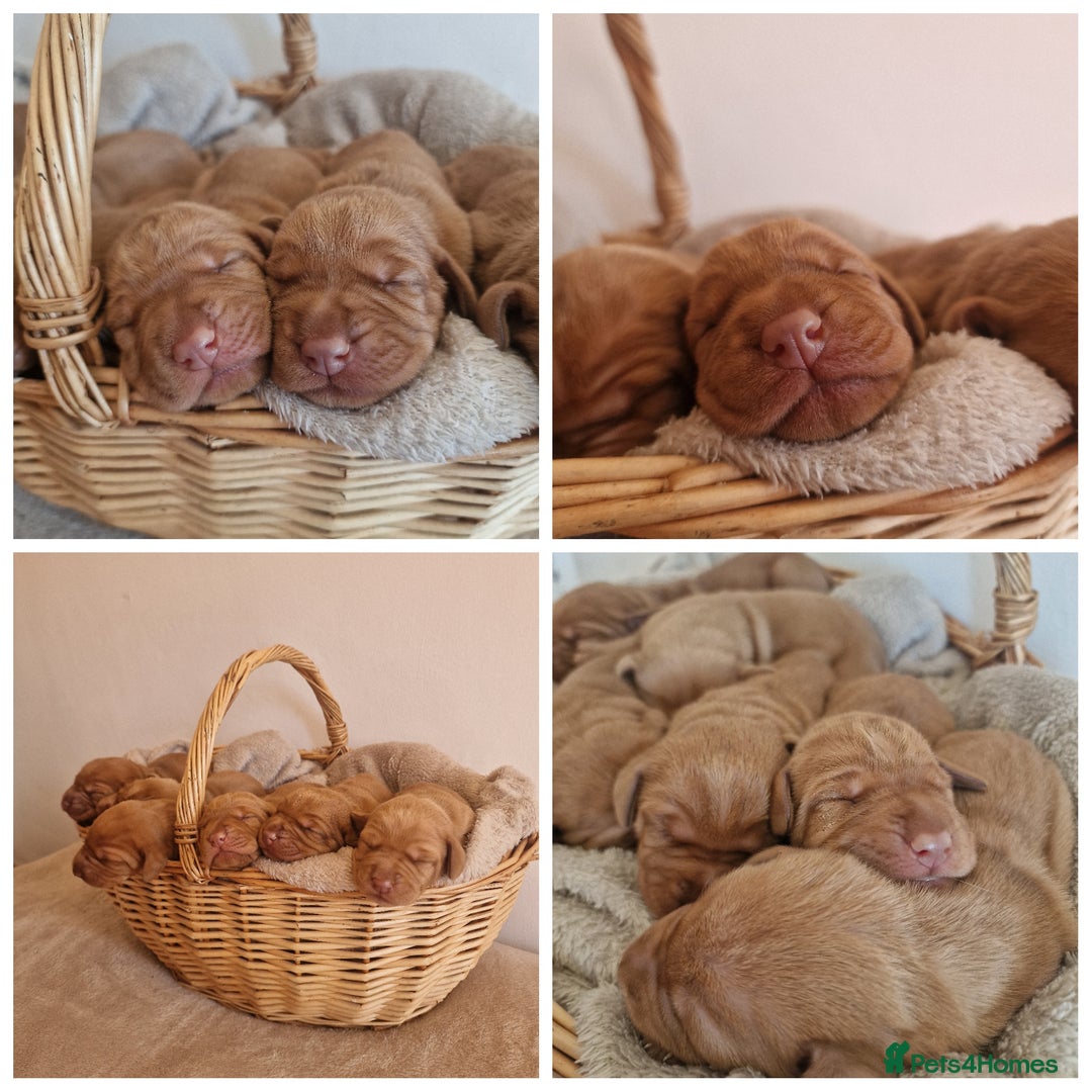 Hungarian Vizsla dogs for sale: WIREHAIRED VIZSLA PUPS - Image 1