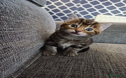 Mixed Breed cats for sale: Kittens  - Image 12