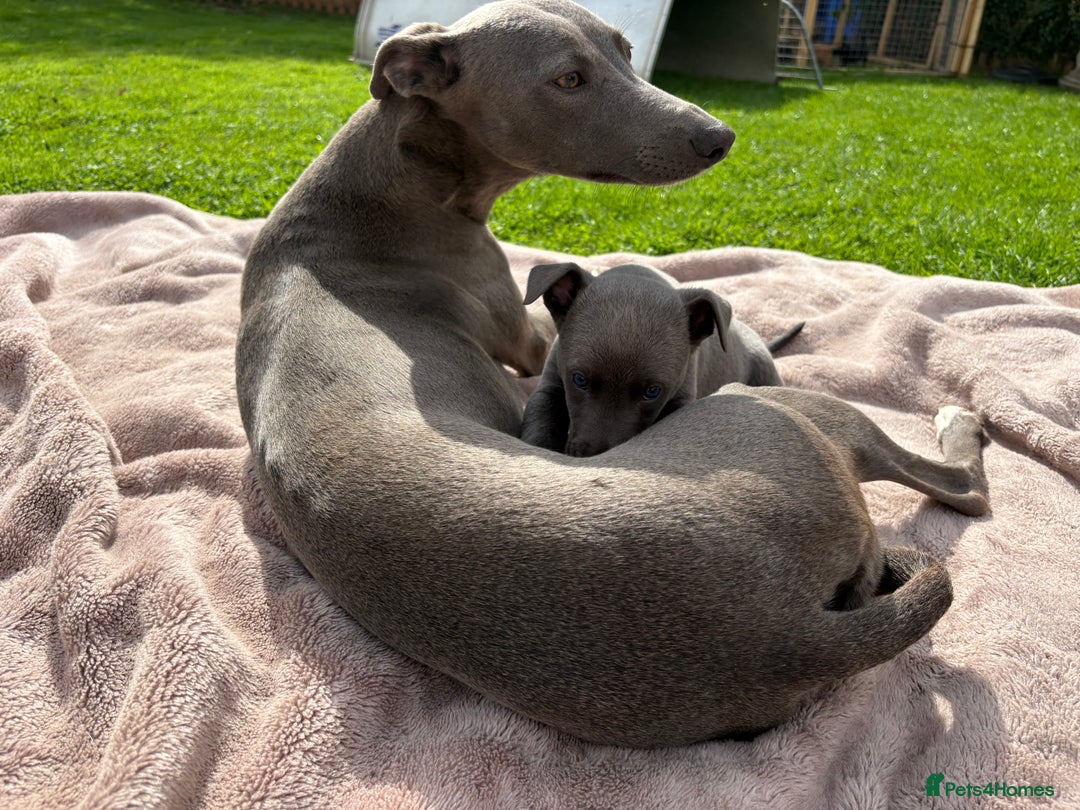 Whippet dogs for sale: Blue Whippet Puppy - Image 8