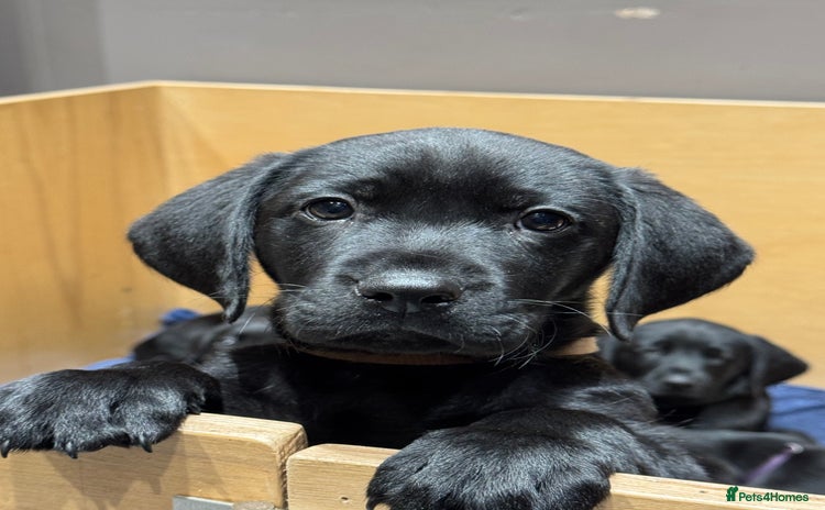 Labrador Retriever dogs - Advert 2
