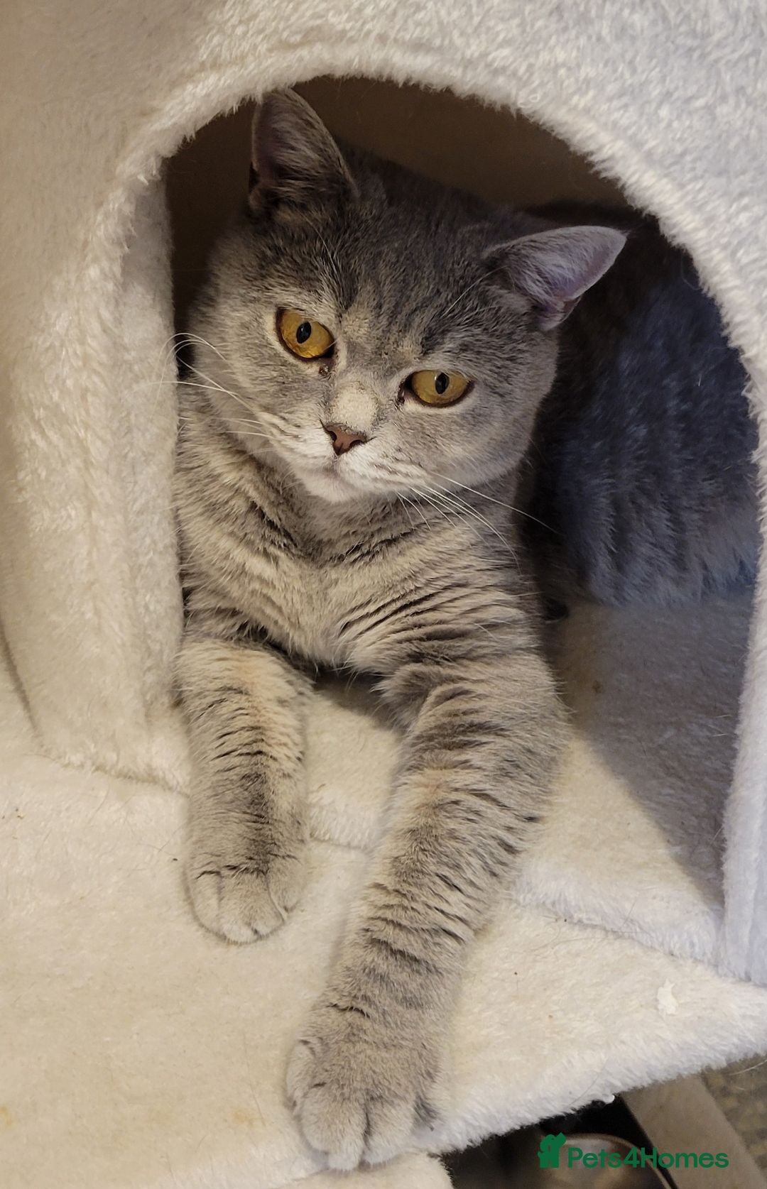 British Shorthair cats *GCCF Active Female*DNA Health Tested* - Advert 2