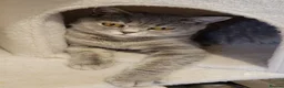 British Shorthair cats for sale: *GCCF Active Female*DNA Health Tested* - Advert 1