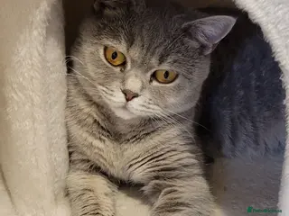 British Shorthair cats *GCCF Active Female*DNA Health Tested* - Advert 2