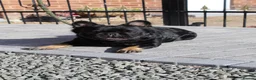 French Bulldog dogs for sale: Fluffy frenchie pups - Advert 9