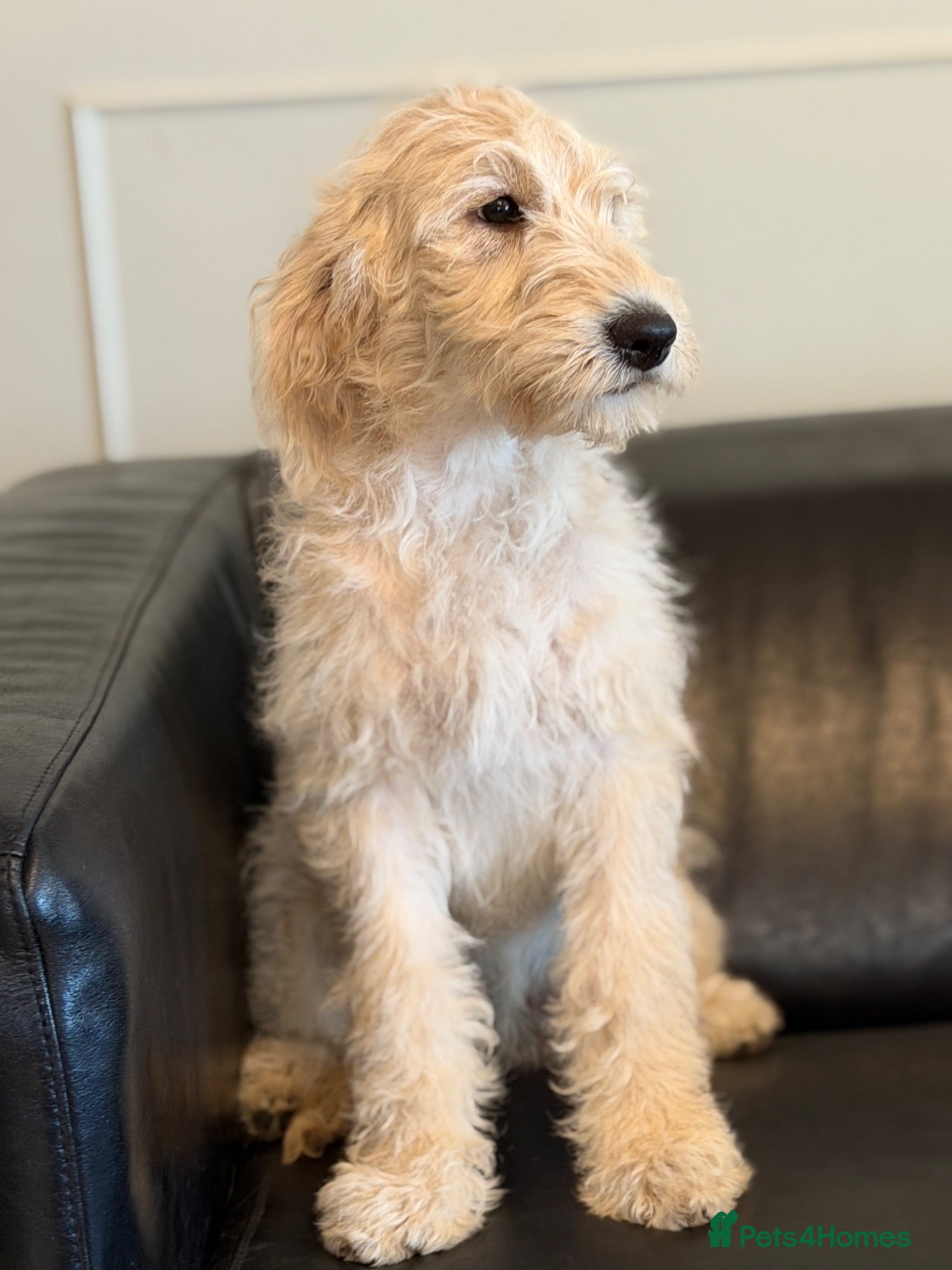 Labradoodle dogs Stunning F1 Standard Labradoodles puppies - Advert 2