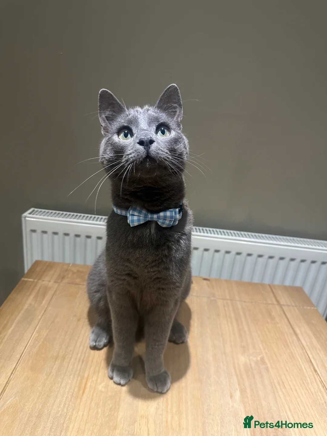 Mixed Breed cats for sale: British Shorthair X Blue Russian  in Birmingham - Advert 4