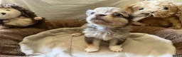 Chihuahua dogs for sale: Chihuahua puppies with blue and green eyes 2 m & 2 - Advert 26