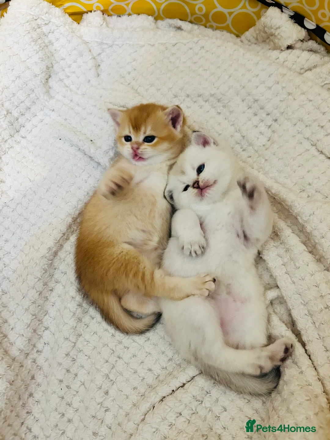 Scottish Fold cats for sale: Fall in love Reservations open beautiful kitties  - Advert 1