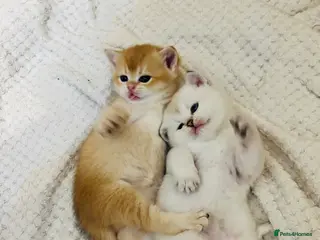 Scottish Fold cats Fall in love Reservations open beautiful kitties - Advert 3