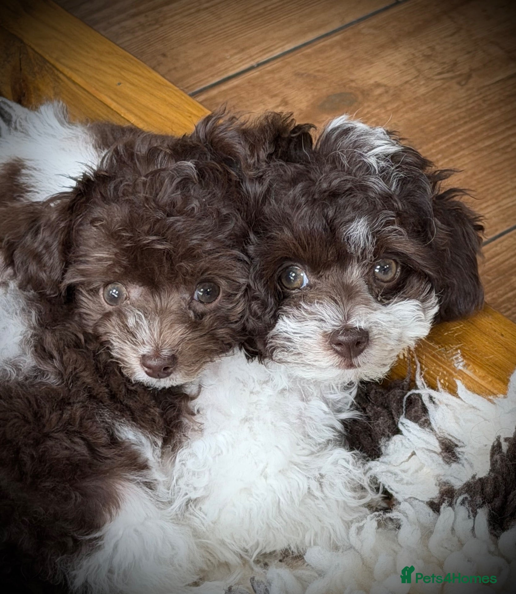 Toy Poodle dogs 🐾 Last 2 Gorgeous Asian Poodle Puppies! 🐾 - Advert 1