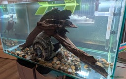 Turtle reptiles for sale: Three turtles with the entire set u+loads of extra - Image 6