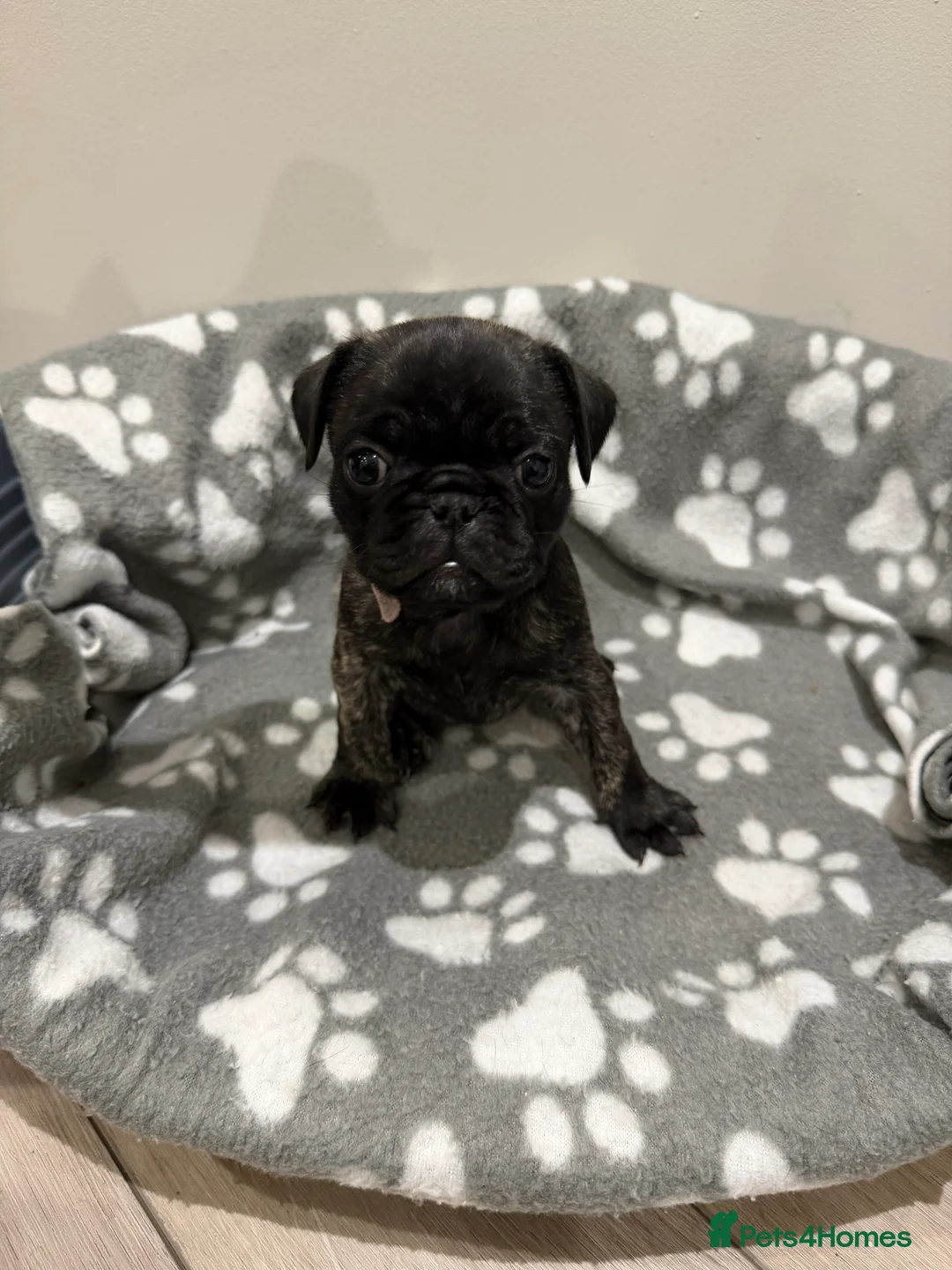 Frug dogs for sale: Beautiful Frug Puppies - Advert 15