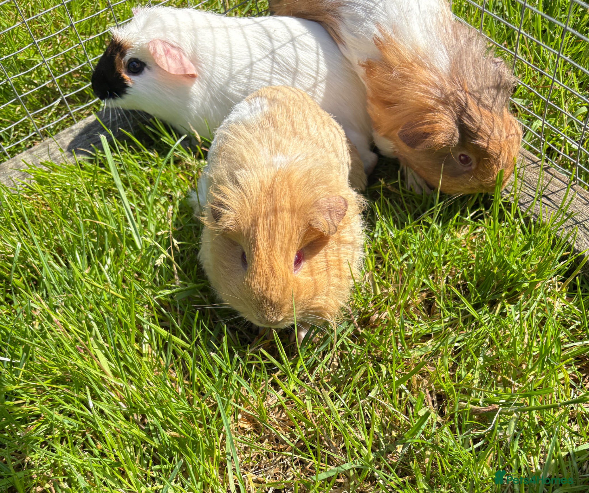 Guinea Pig rodents Calm, Guineas pig girls  - Advert 1