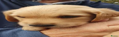 Golden Retriever 6