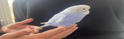 Budgerigars birds for sale: Super hand tamed baby budgies  - Advert 13