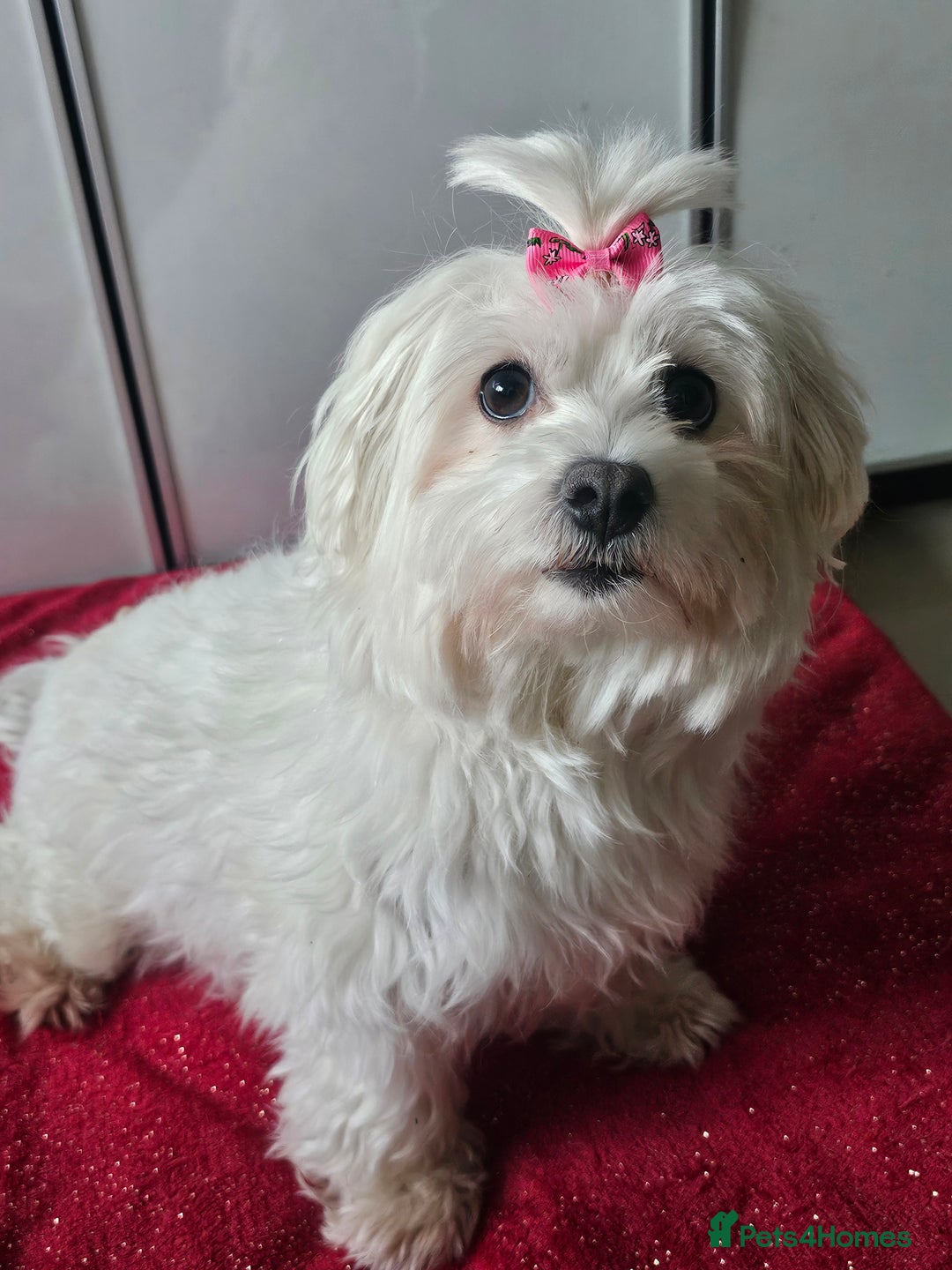 Maltipoo dogs for sale: ✨️Five star Maltipoo F1 puppies ✨️  - Advert 2