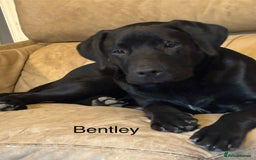 Mixed Breed dogs for sale: Bentley & Enzo  beautiful Staffadors 6 months - Image 6