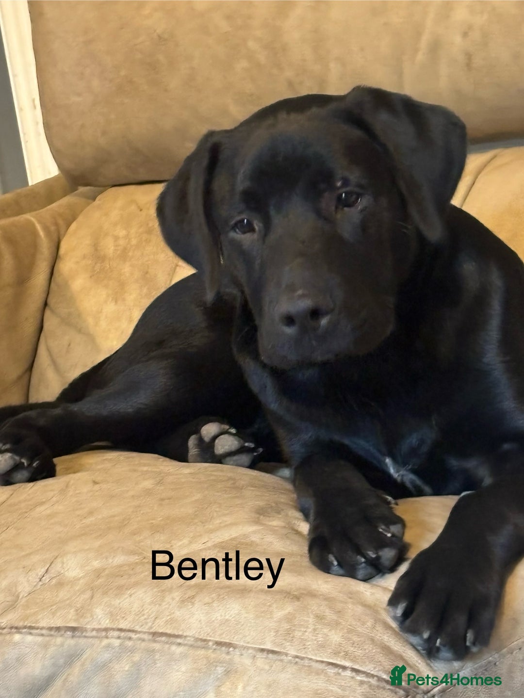Mixed Breed dogs for sale: Bentley & Enzo  beautiful Staffadors 6 months - Image 6