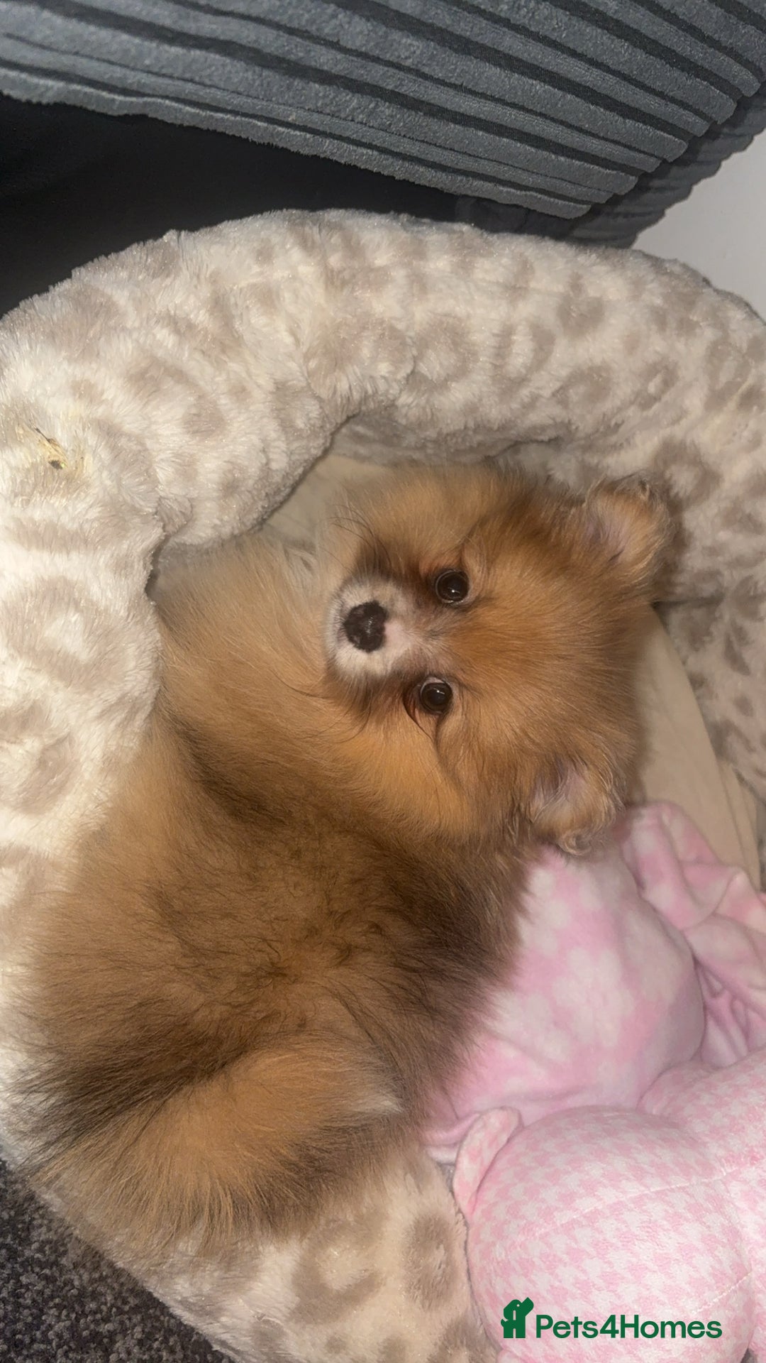 Pomeranian dogs for sale: beautiful 10 week old female Pomeranian puppy🤎 - Advert 4