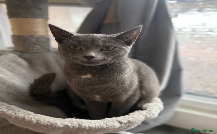 Russian Blue cats - Advert 1