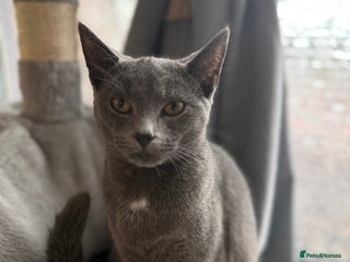 Russian Blue cats - Advert 2
