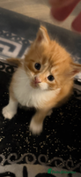 Maine Coon cats Stunning Mainecoon cubs - Advert 3