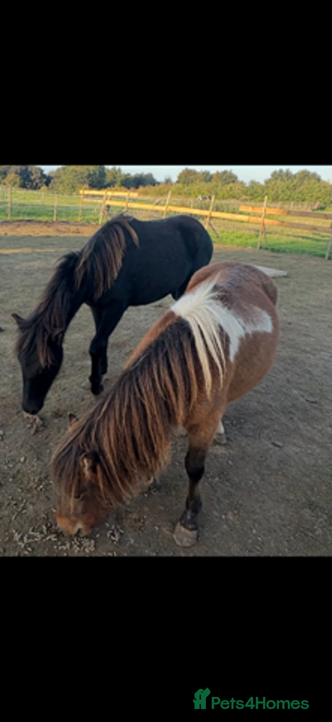 Gotland pony horses for sale: Dartmoor Hill pony  - Advert 9