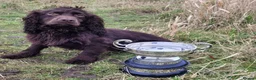 Cocker Spaniel dogs for sale: Cocker Spaniel Pups, KC Reg, field trial bred - Advert 6