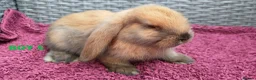 Mini Lop rabbits for sale: Cute French x Mini Lop Ready to Go!!! - Advert 23