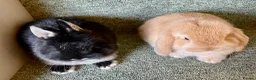 Netherland Dwarf rabbits for sale: Sweet Netherland Dwarf and Mini lop baby boys - Advert 1