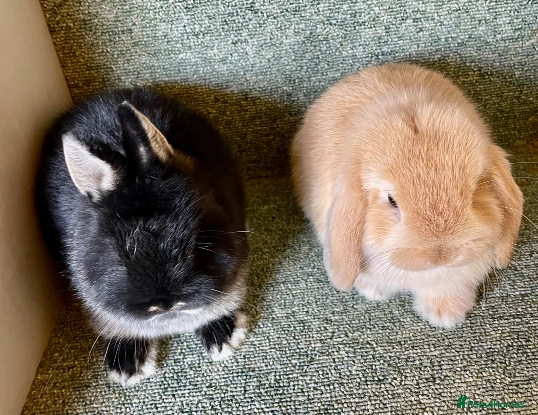 Netherland Dwarf rabbits for sale: Sweet Netherland Dwarf and Mini lop baby boys - Advert 1