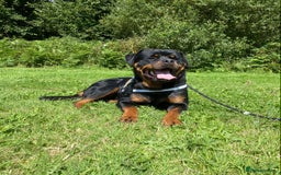 Rottweiler dogs for stud: Proven handsome ADRK KC registered Rottweiler  in Milford Haven - Image 9