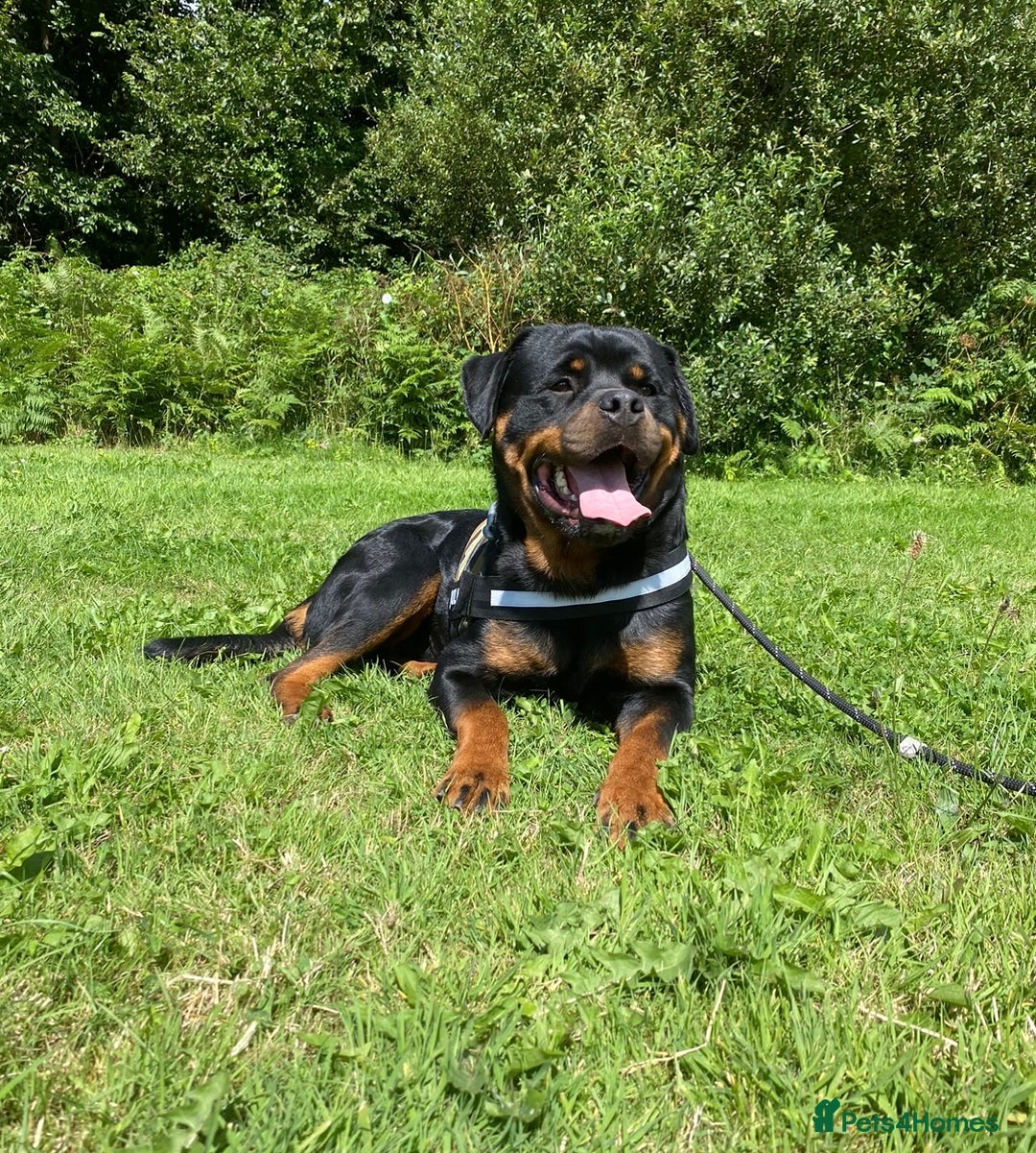Rottweiler dogs for stud: Proven handsome ADRK KC registered Rottweiler  in Milford Haven - Image 9