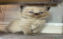 Ragdoll cats for sale: Pedigree Cherubim Ragdoll Kittens💫 - Image 2