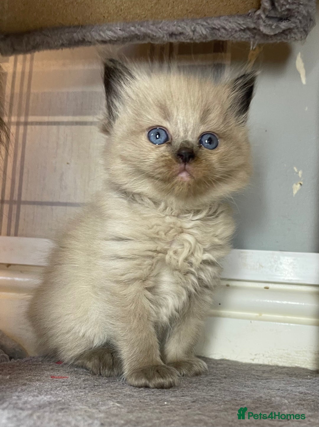Ragdoll cats for sale: Pedigree Cherubim Ragdoll Kittens💫 - Image 2